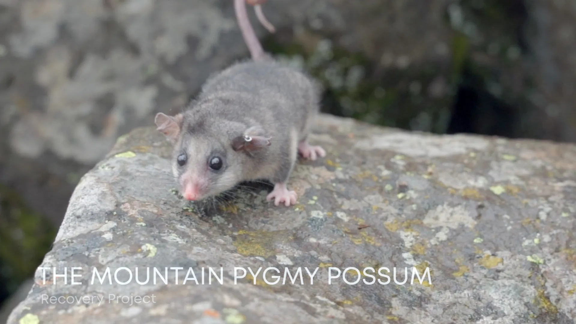 Mountain Pygmy Possum